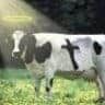 holy-cow